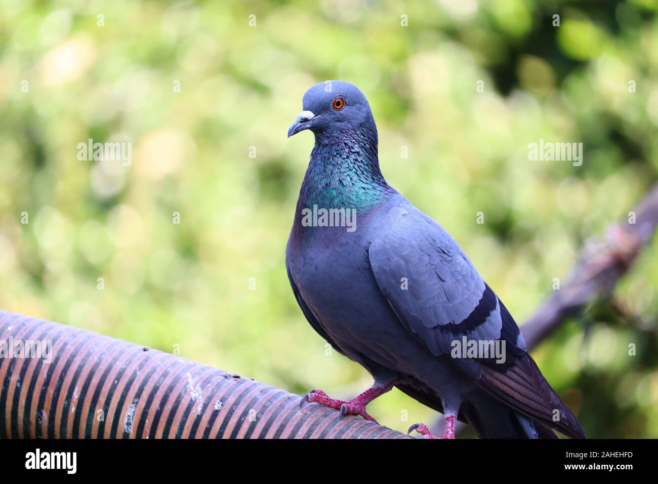 Close up corpo pieno di speed racing pigeon bird sfondo sfocato Foto Stock