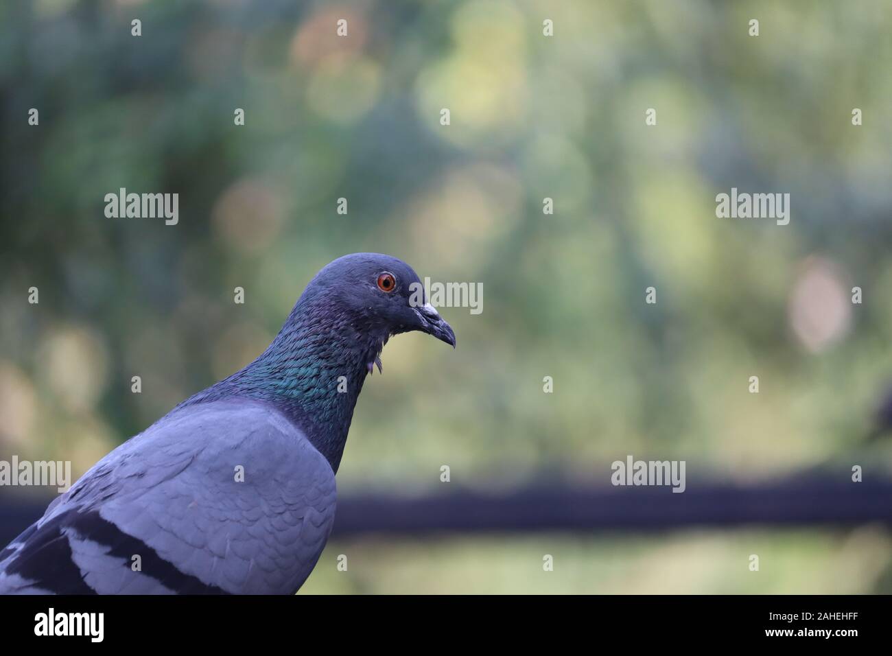 Close up corpo pieno di speed racing pigeon (colomba) uccello sfondo sfocato Foto Stock