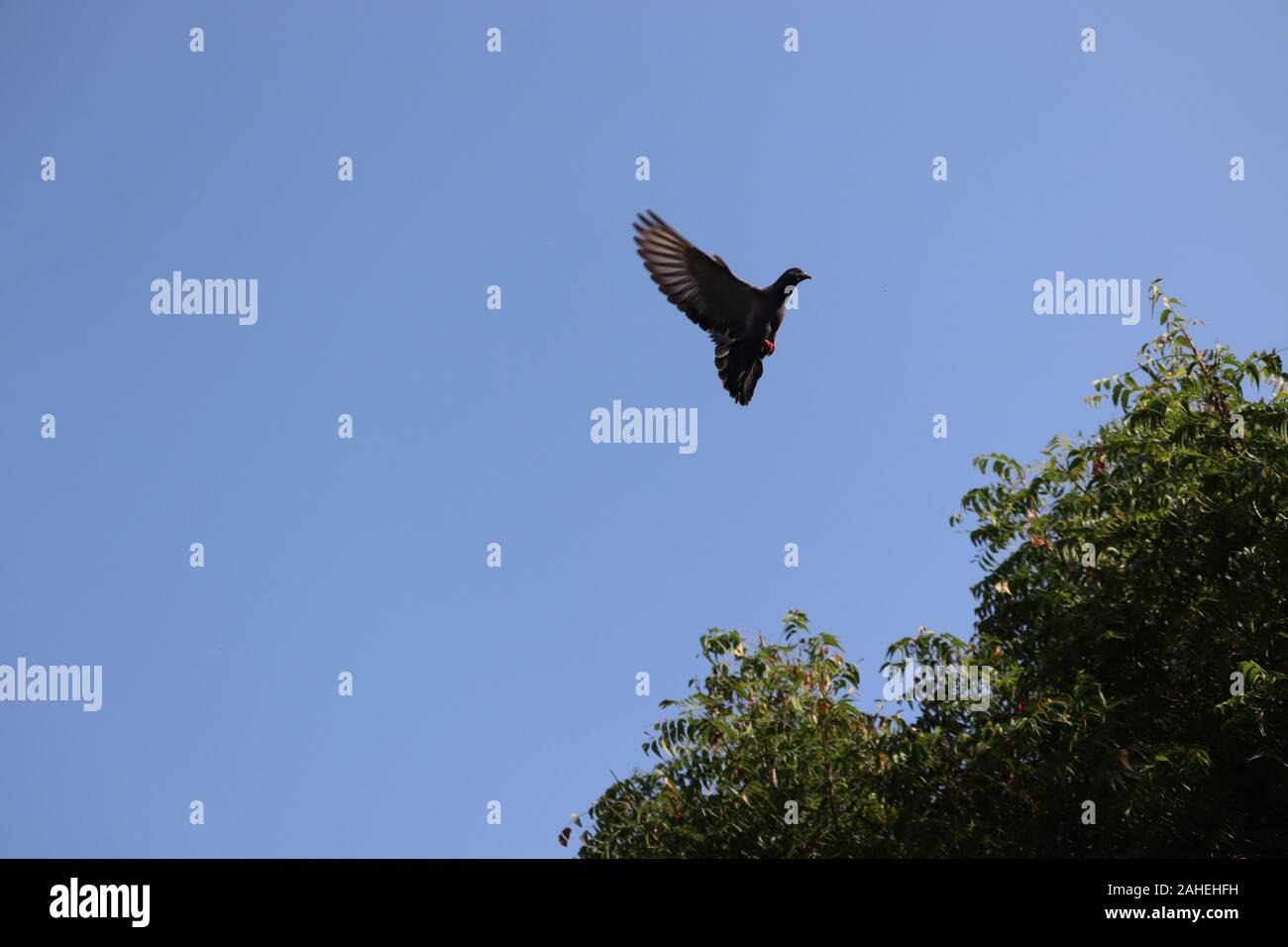 Piccione Racing torna a casa e si prepara per lo sbarco su albero e sfocata cielo blu e lo sfondo della natura Foto Stock