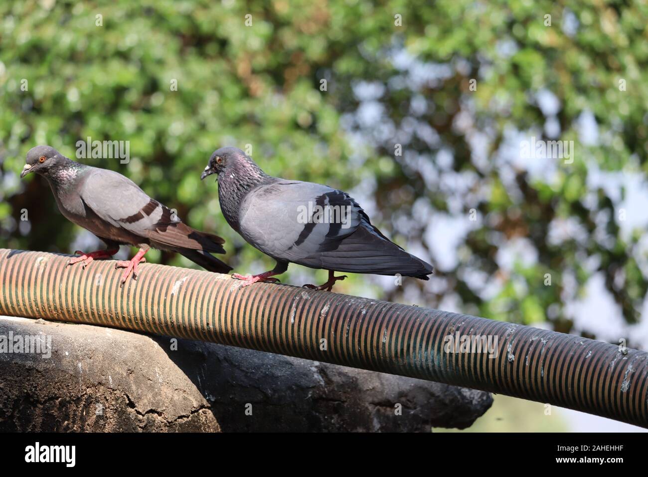 Corpo pieno di speed racing pigeon sfocato sfondo verde. Foto Stock