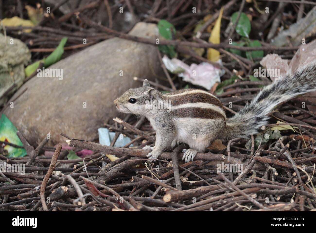 Carino giovane scoiattolo rosso in un parco naturale in mattina calda luce e ombra. Molto carino animale, interessante circa i suoi dintorni, colorato, cercando fu Foto Stock