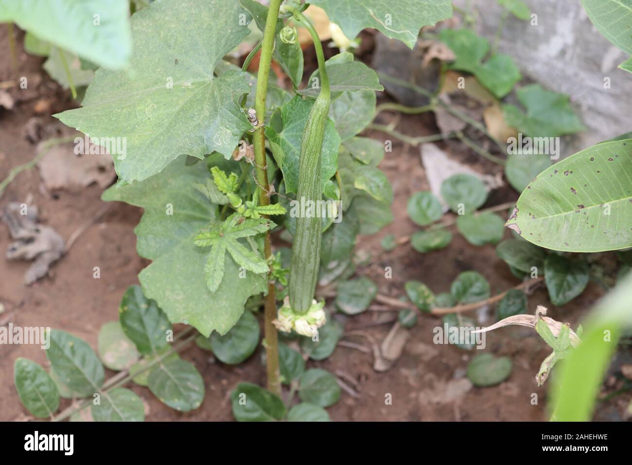 Fresca loofah angolata i frutti con foglie e fiori di colore giallo con sfondo sfocato.frutta ortaggi in azienda Foto Stock