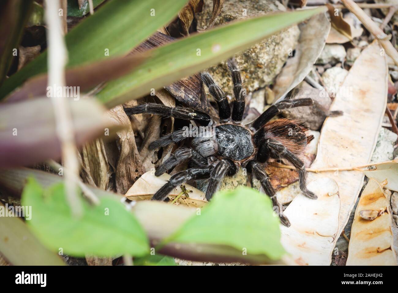 Tarantula ragno con hairy arancione torna sulla terra tra foglie, Peten, Guatemala Foto Stock
