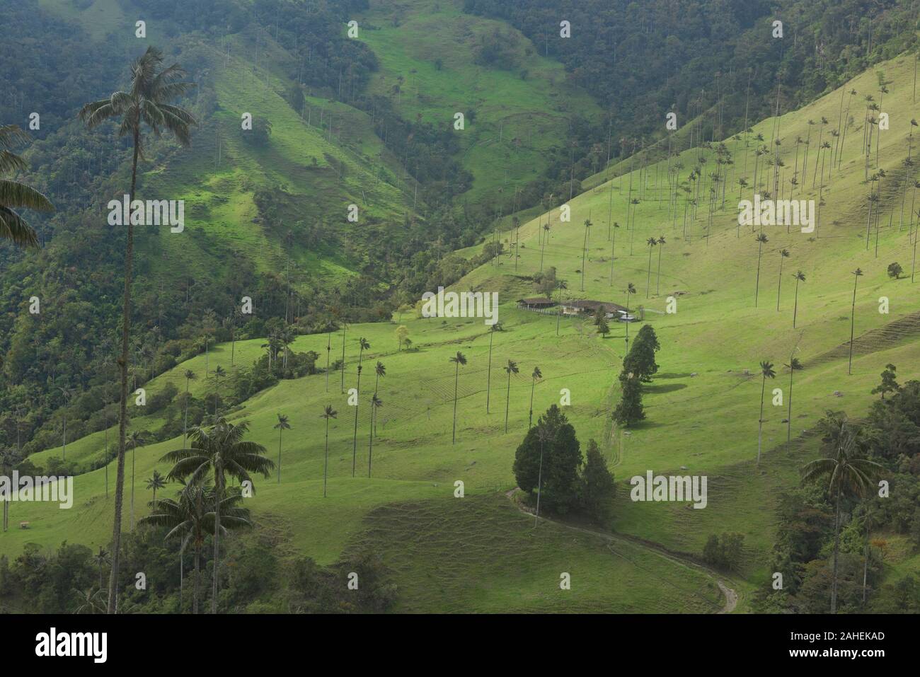 Palme da cera (Ceroxylon quindiuense) nella verde valle Cocora, Salento, Colombia Foto Stock