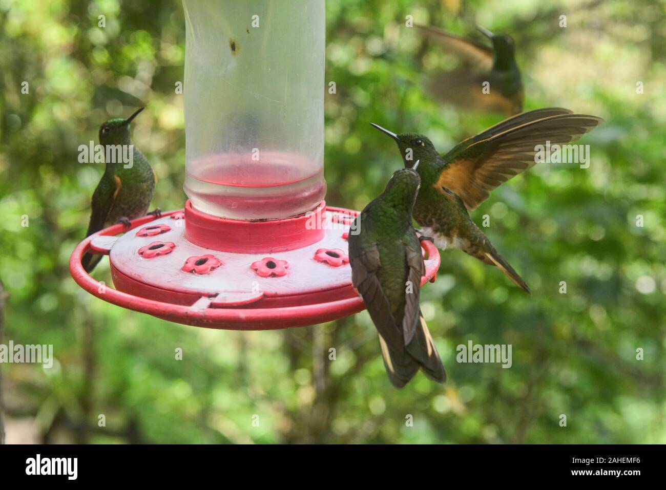 Colibrì in corrispondenza di un alimentatore, Cocora Valley, Colombia Foto Stock