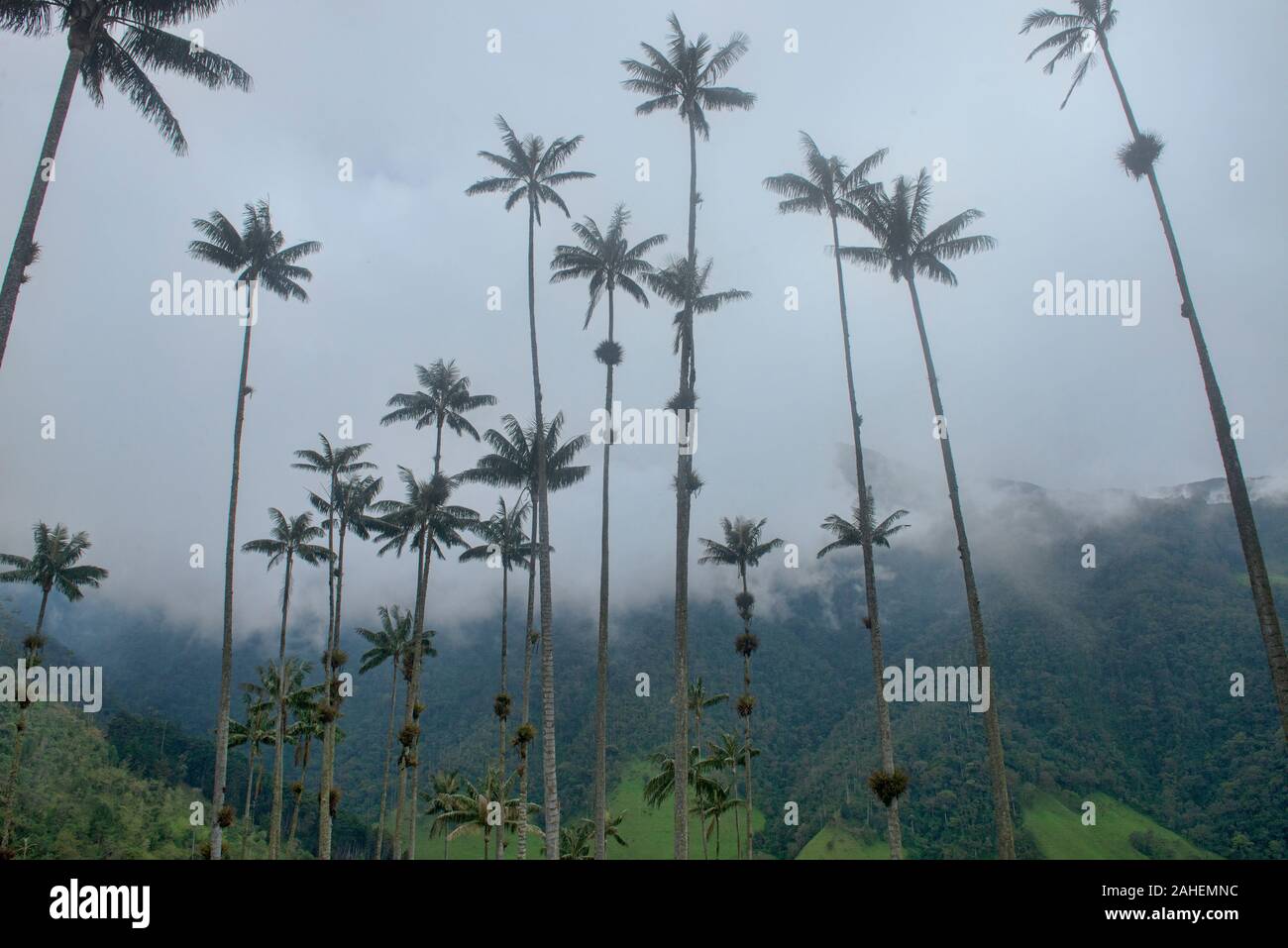 Palme da cera (Ceroxylon quindiuense), le palme più alte del mondo, Cocora Valley, il Salento, Colombia Foto Stock