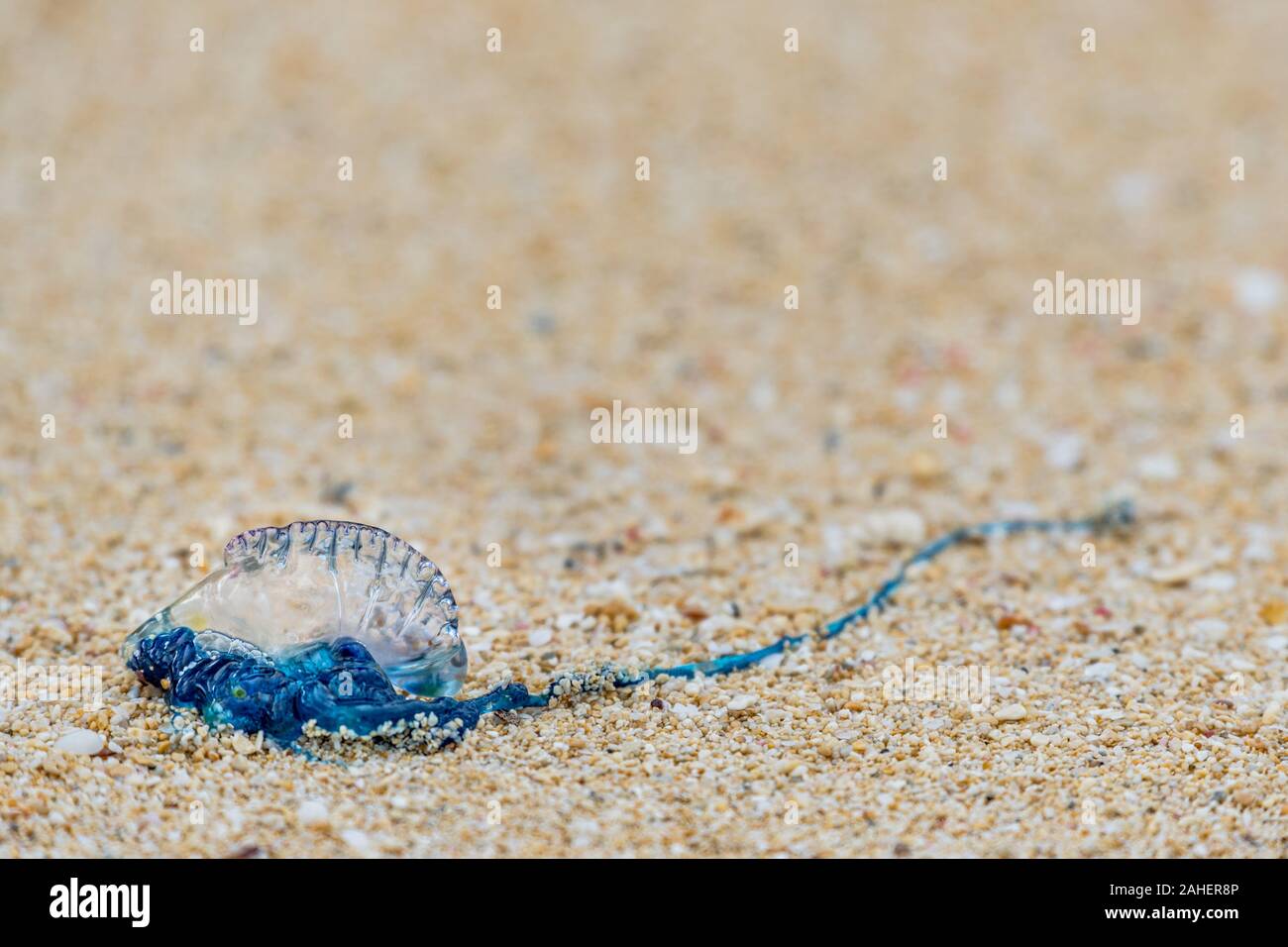 Uomo portoghese-o-guerra lavato fino a Waimanalo Beach in Hawaii Foto Stock
