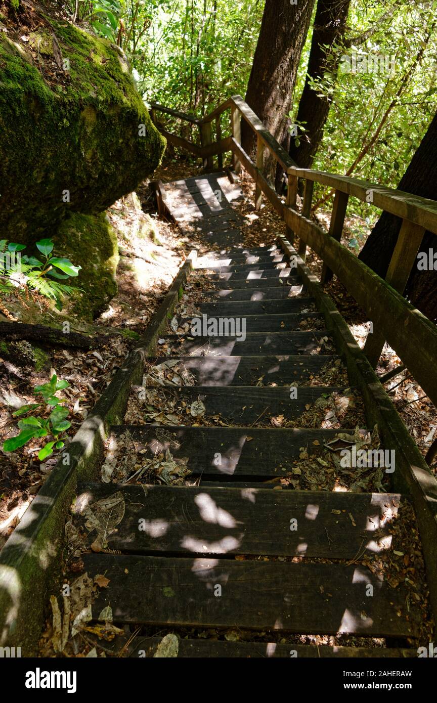 Gradini in legno conducono giù un ripido tratto su una pista forestale Foto Stock