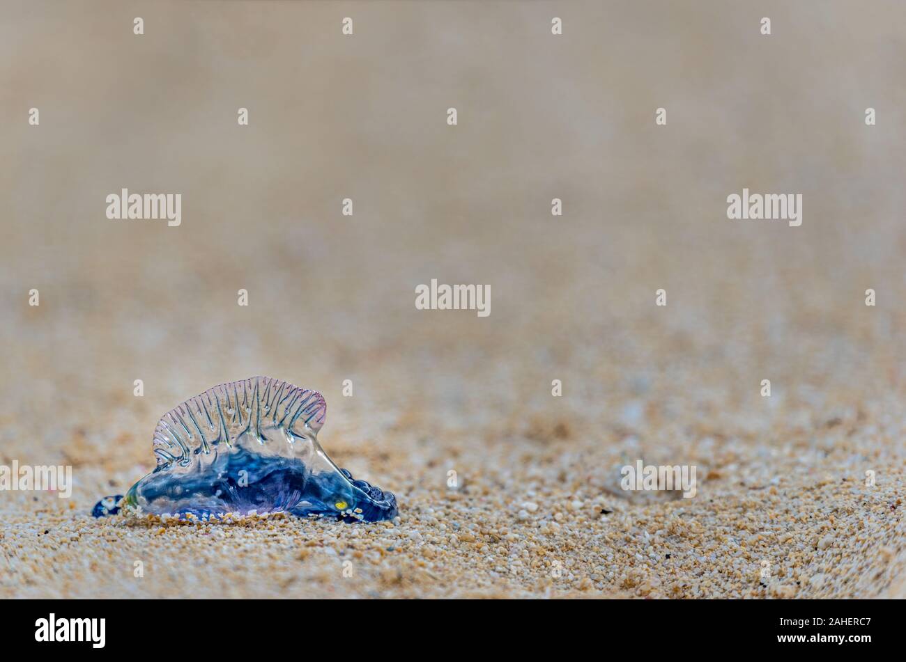 Uomo portoghese-o-guerra lavato fino a Waimanalo Beach in Hawaii Foto Stock