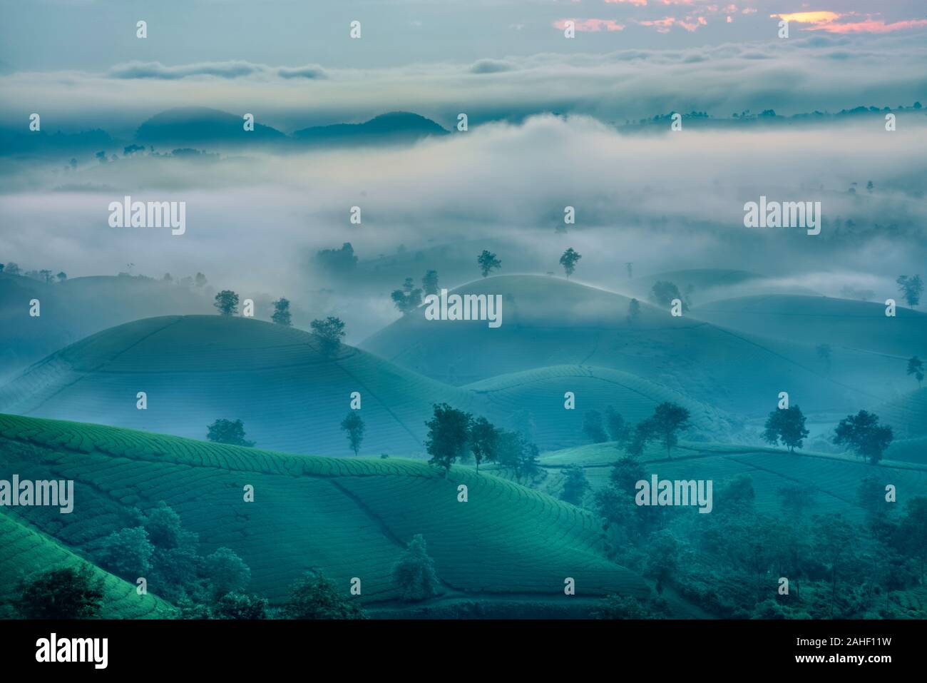 Panoramica dei COC lungo il tè verde collina, Phu Tho, Vietnam. Foto Stock