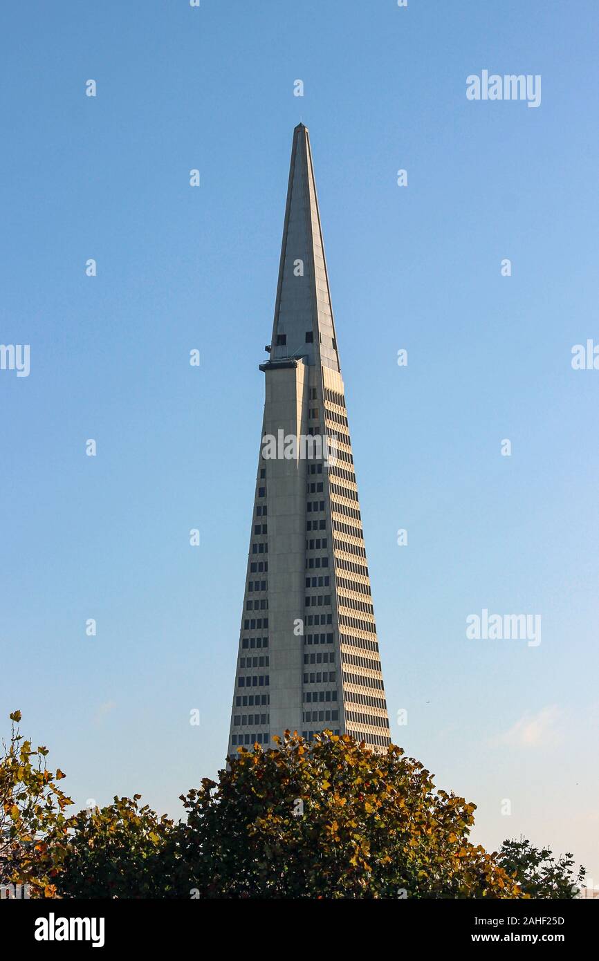 Piramide Transamerica grattacielo alto dietro gli alberi in San Francisco, Stati Uniti d'America Foto Stock