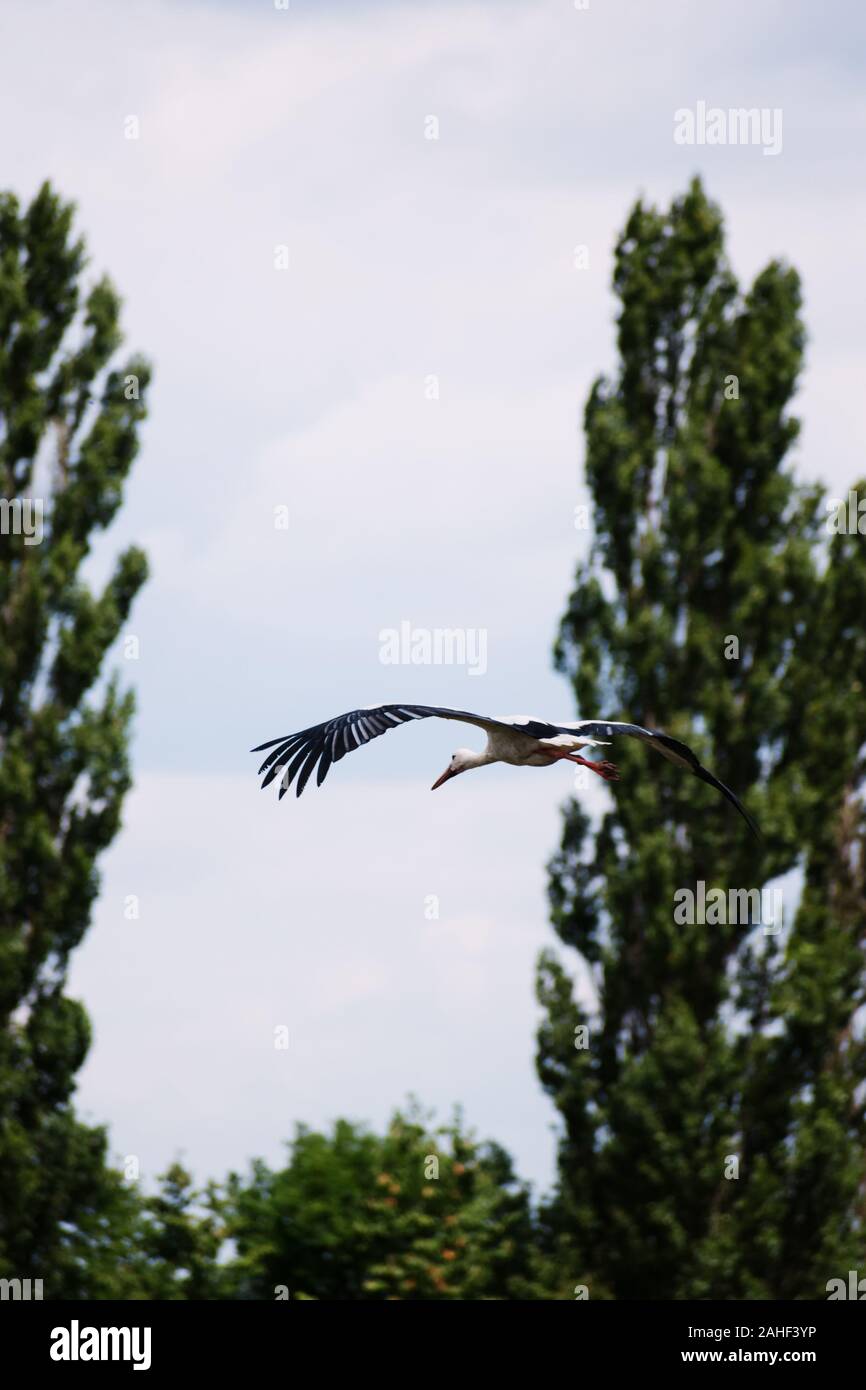 Cicogna volare. Bellissimo paesaggio. Periodo dell'anno estate. Foto Stock