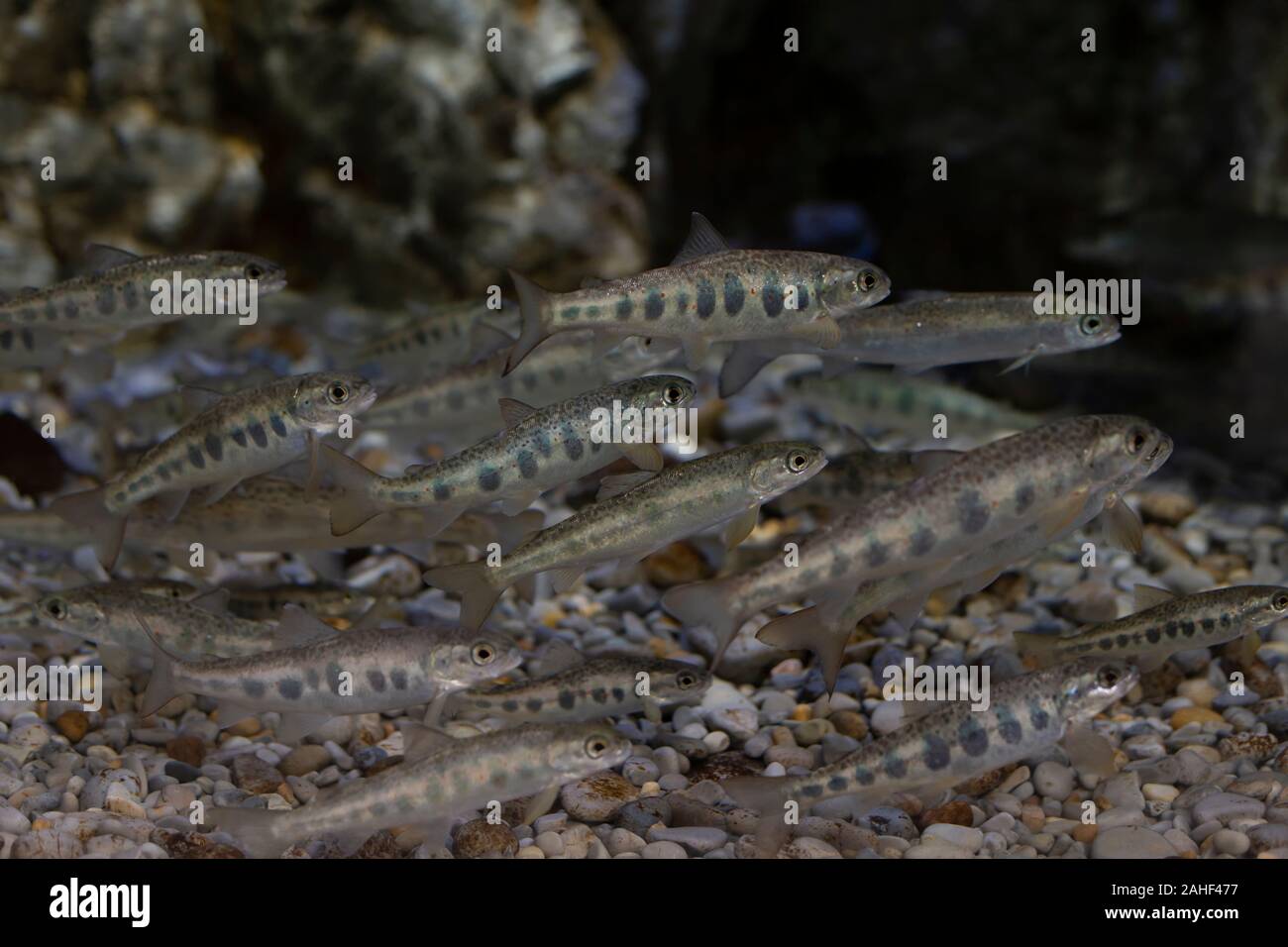 Piccoli pesci in un acquario Foto Stock