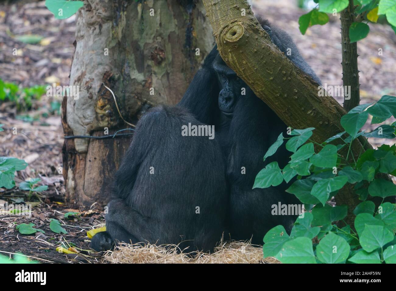 MELBOURNE, Australia -14 LUG 2019- vista di un gorilla in cattività al Melbourne Zoo. Foto Stock