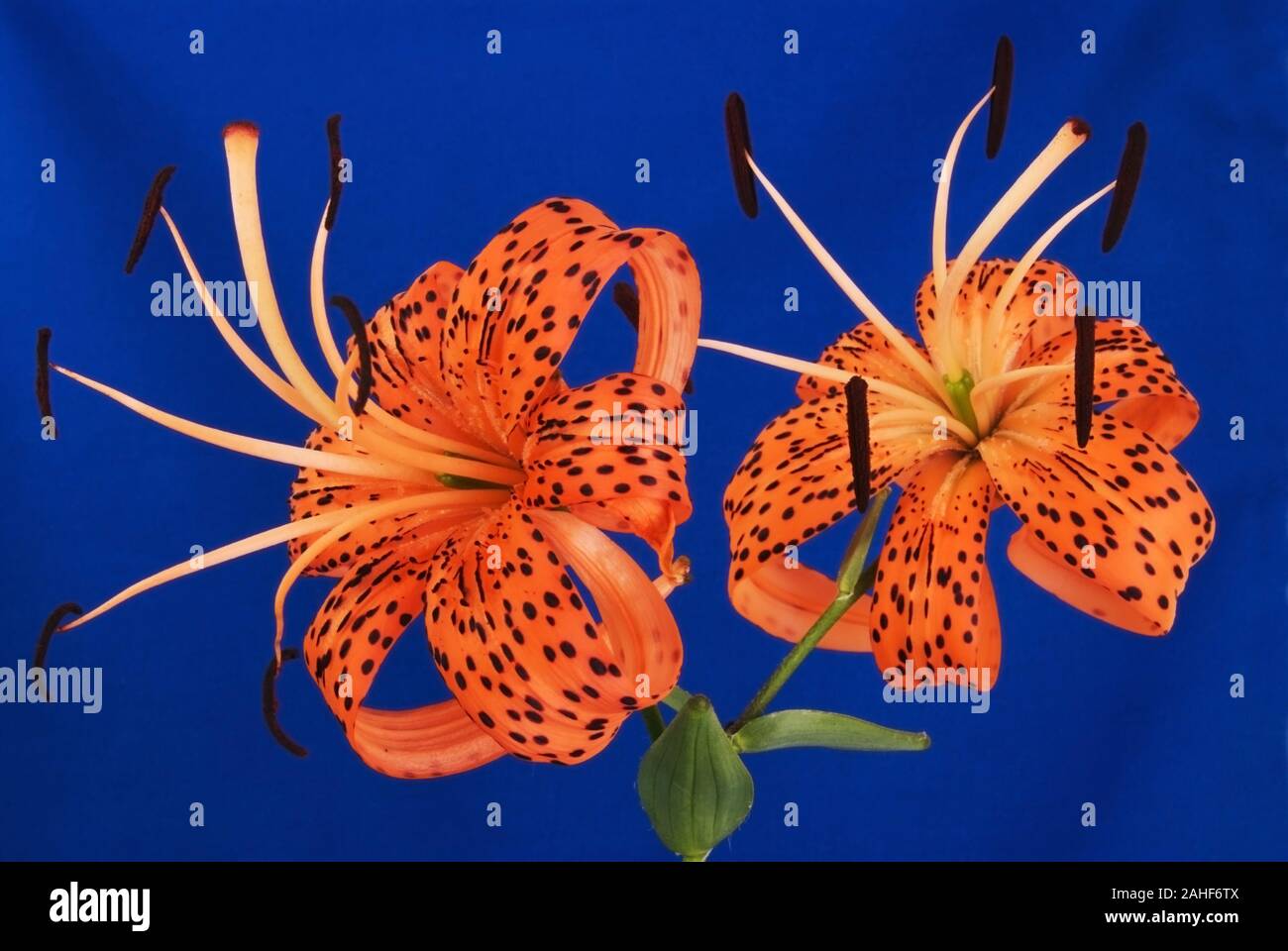 Due turchi Cap Lily fiori su un blu sullo sfondo a trama. AKA Lilium superbum, Turbante lily, il Giglio di palude, il giglio royal o American tiger lily. Foto Stock