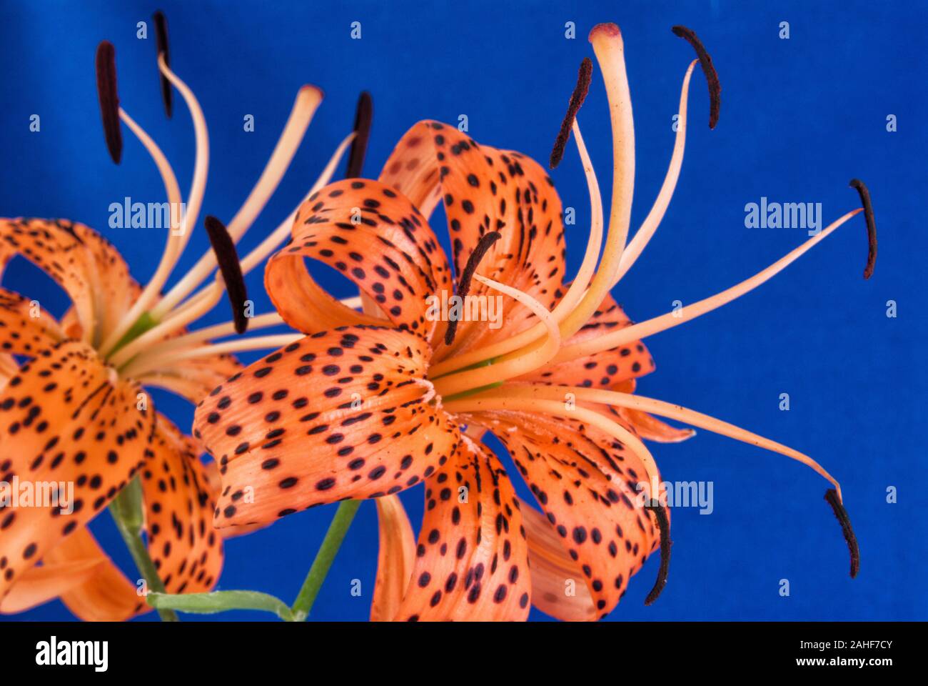 I turchi Cap Lily fiori su un blu sullo sfondo a trama. AKA Lilium superbum, Turbante lily, il Giglio di palude, il giglio royal o American tiger lily. Foto Stock