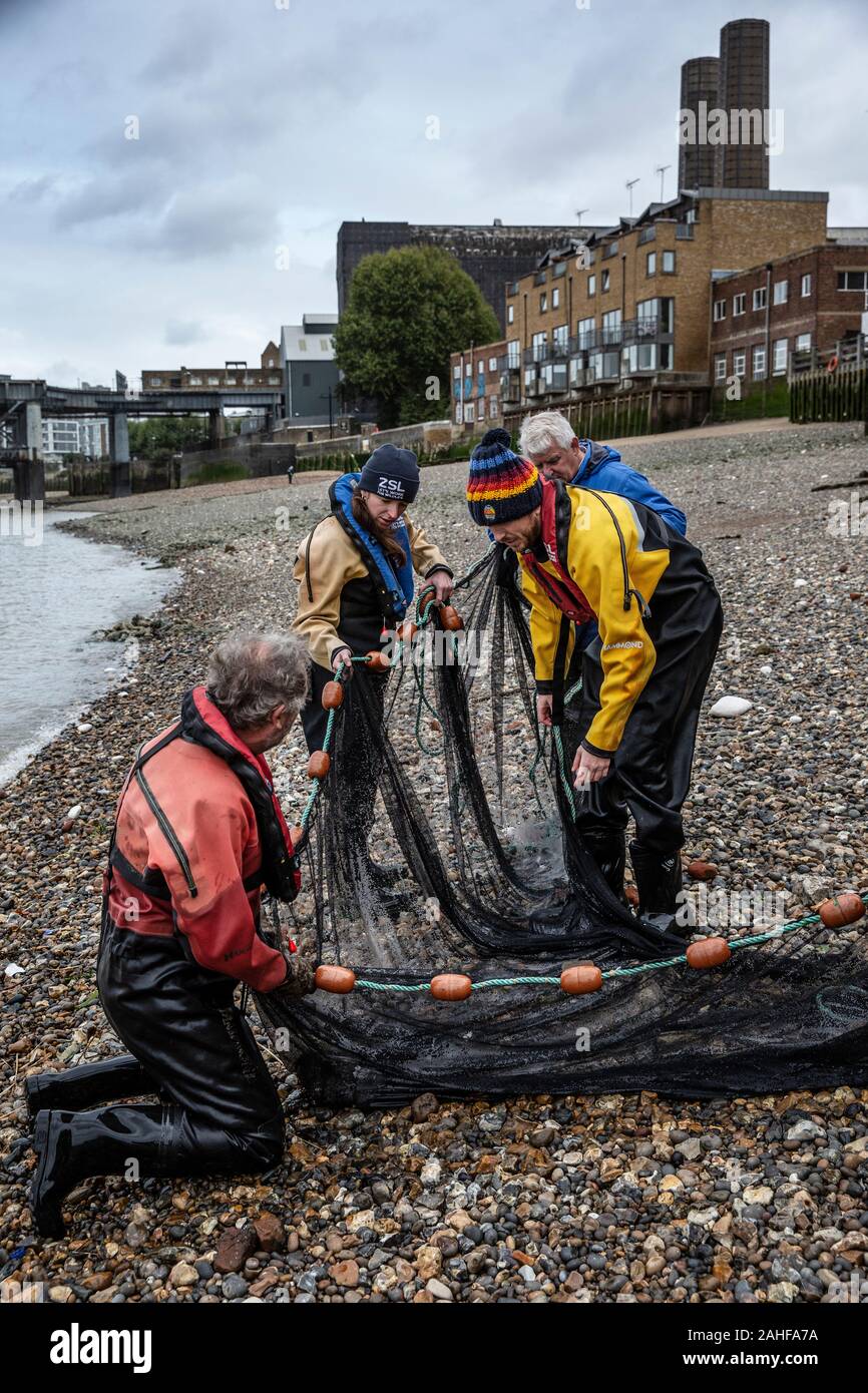 Thames Water pesce indagine effettuata dalla Società Zoologica di Londra (ZSL) nell'estuario del Tamigi vicino a Greenwich, a sud-est di Londra, Regno Unito Foto Stock