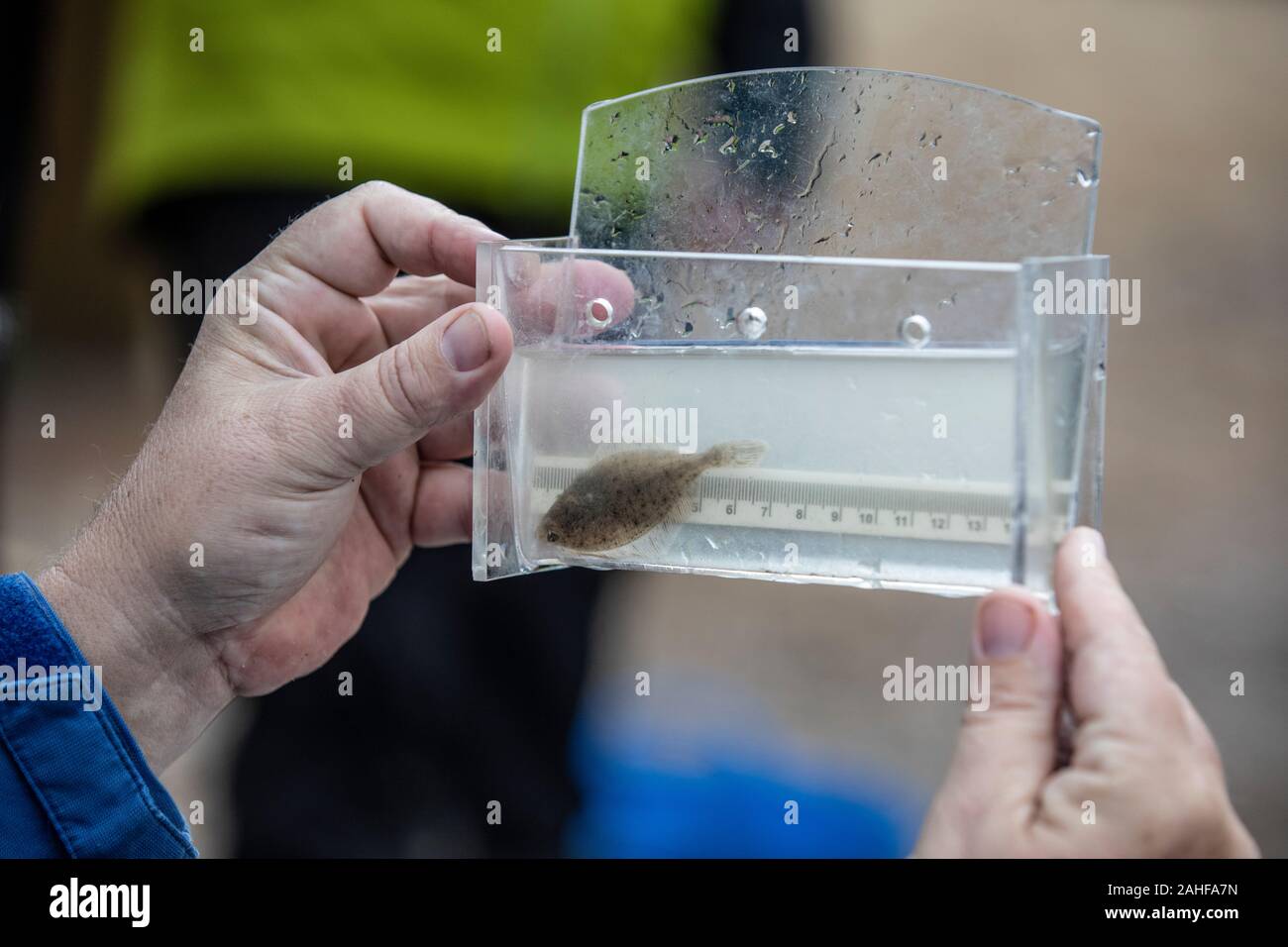 Thames Water pesce indagine effettuata dalla Società Zoologica di Londra (ZSL) nell'estuario del Tamigi vicino a Greenwich, a sud-est di Londra, Regno Unito Foto Stock