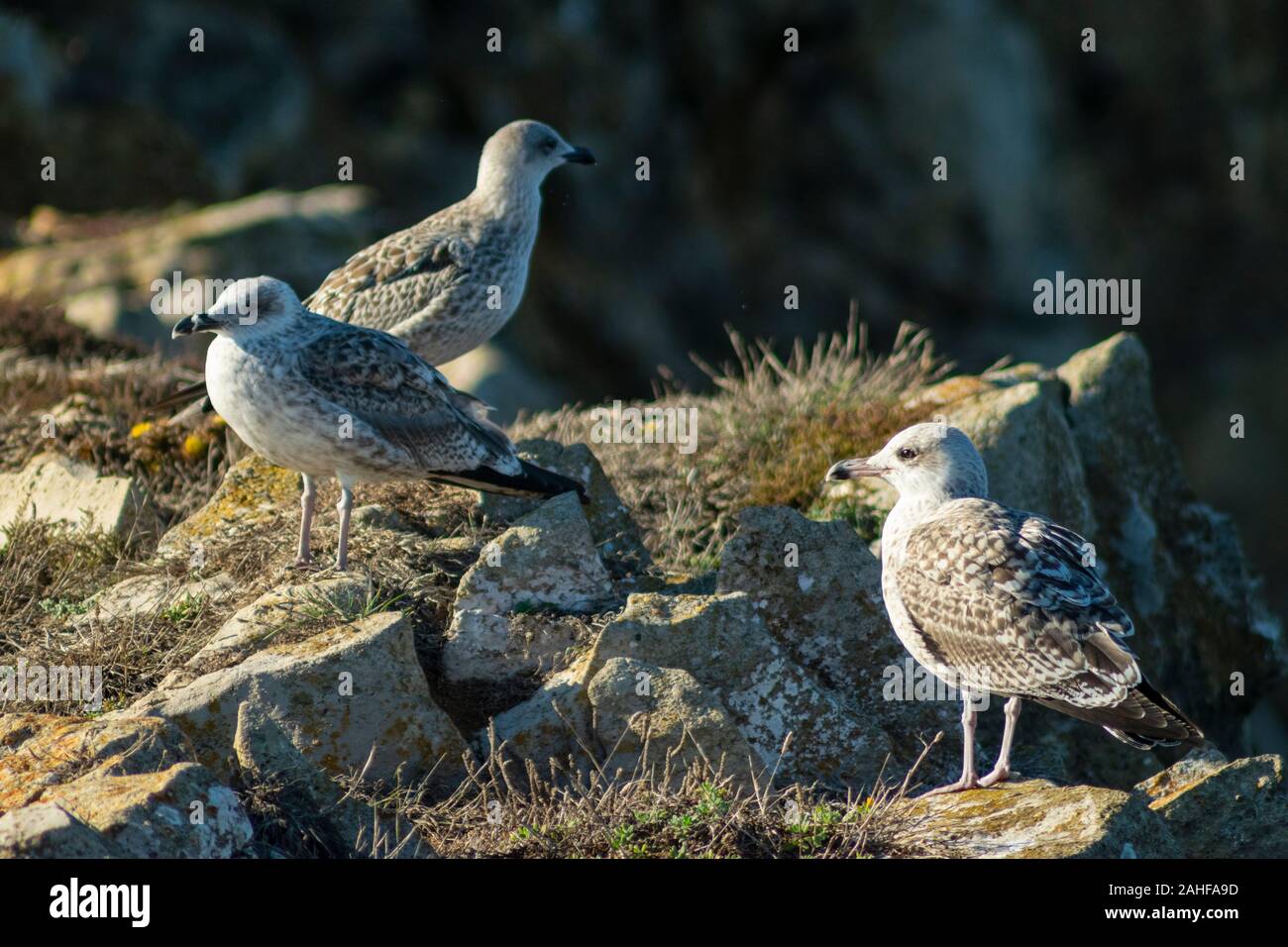 I capretti Yellow-Legged Gull ( Larus michahellis ) al punto Papoa Peniche Estremadura Portogallo Foto Stock