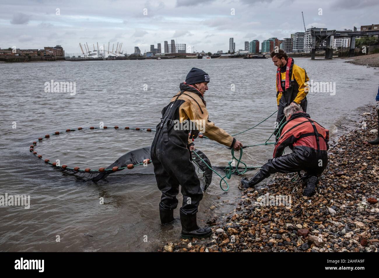 Thames Water pesce indagine effettuata dalla Società Zoologica di Londra (ZSL) nell'estuario del Tamigi vicino a Greenwich, a sud-est di Londra, Regno Unito Foto Stock