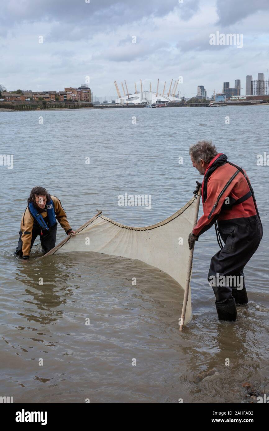 Thames Water pesce indagine effettuata dalla Società Zoologica di Londra (ZSL) nell'estuario del Tamigi vicino a Greenwich, a sud-est di Londra, Regno Unito Foto Stock