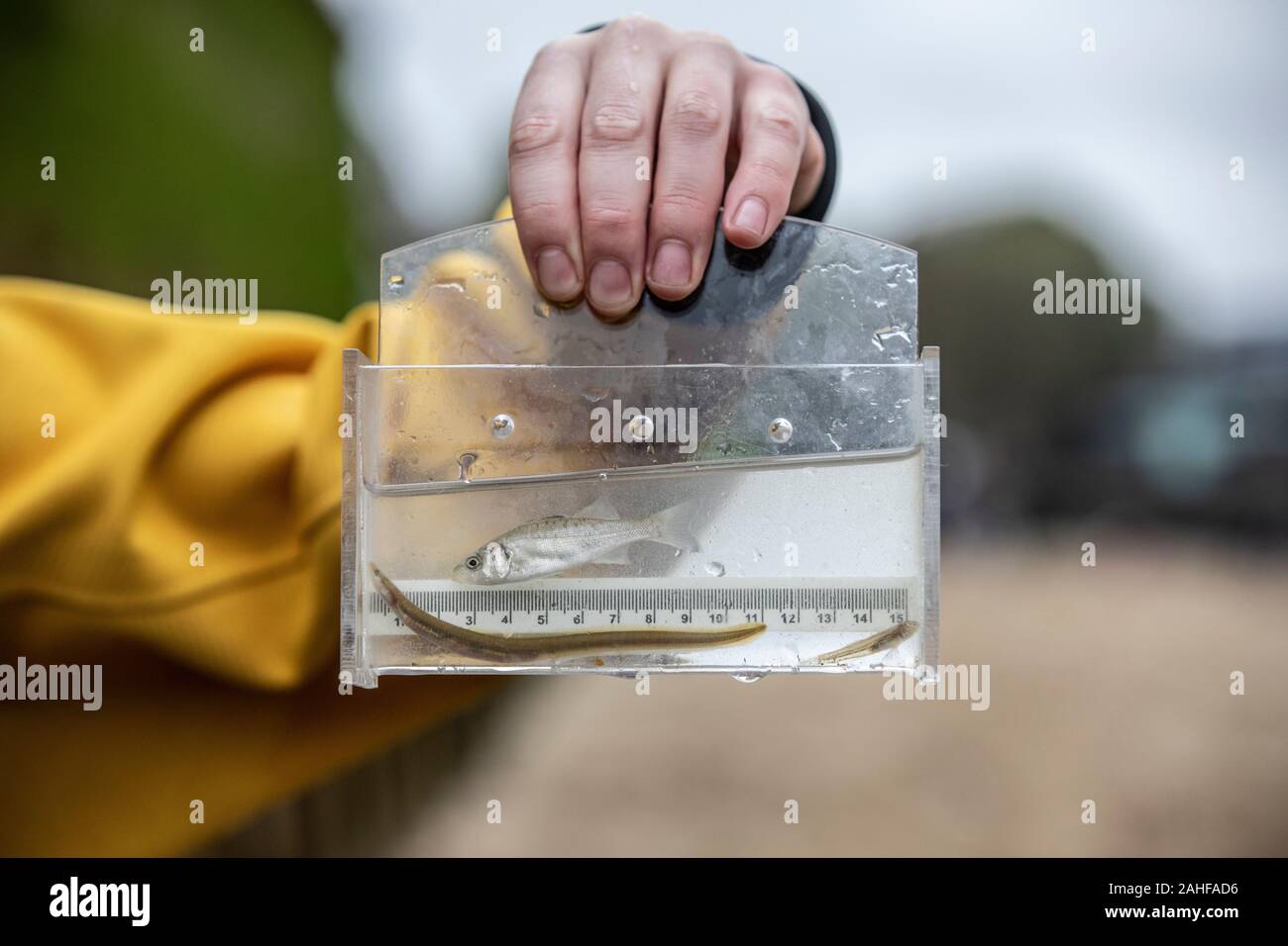 Thames Water pesce indagine effettuata dalla Società Zoologica di Londra (ZSL) nell'estuario del Tamigi vicino a Greenwich, a sud-est di Londra, Regno Unito Foto Stock