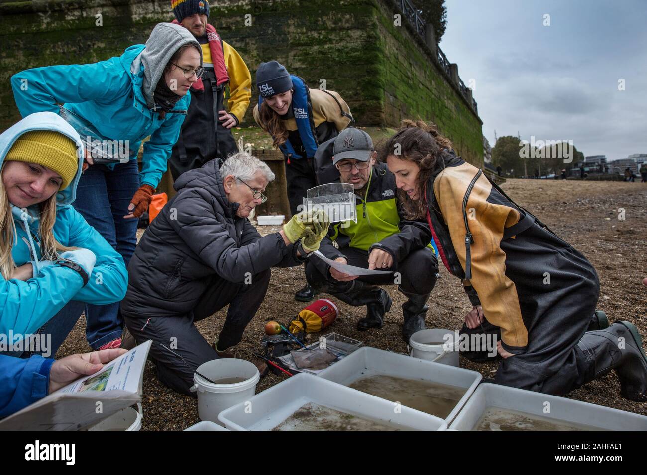 Thames Water pesce indagine effettuata dalla Società Zoologica di Londra (ZSL) nell'estuario del Tamigi vicino a Greenwich, a sud-est di Londra, Regno Unito Foto Stock