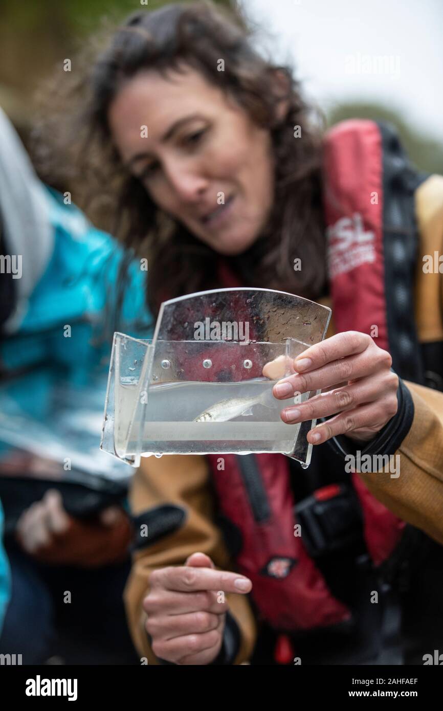 Thames Water pesce indagine effettuata dalla Società Zoologica di Londra (ZSL) nell'estuario del Tamigi vicino a Greenwich, a sud-est di Londra, Regno Unito Foto Stock
