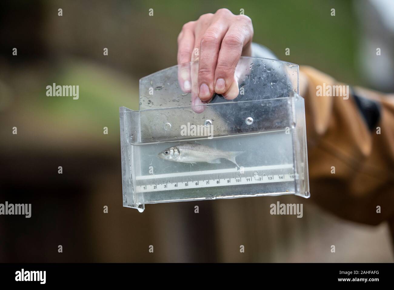 Thames Water pesce indagine effettuata dalla Società Zoologica di Londra (ZSL) nell'estuario del Tamigi vicino a Greenwich, a sud-est di Londra, Regno Unito Foto Stock