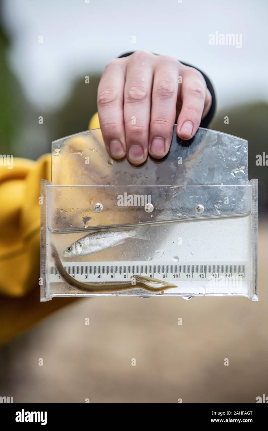 Thames Water pesce indagine effettuata dalla Società Zoologica di Londra (ZSL) nell'estuario del Tamigi vicino a Greenwich, a sud-est di Londra, Regno Unito Foto Stock