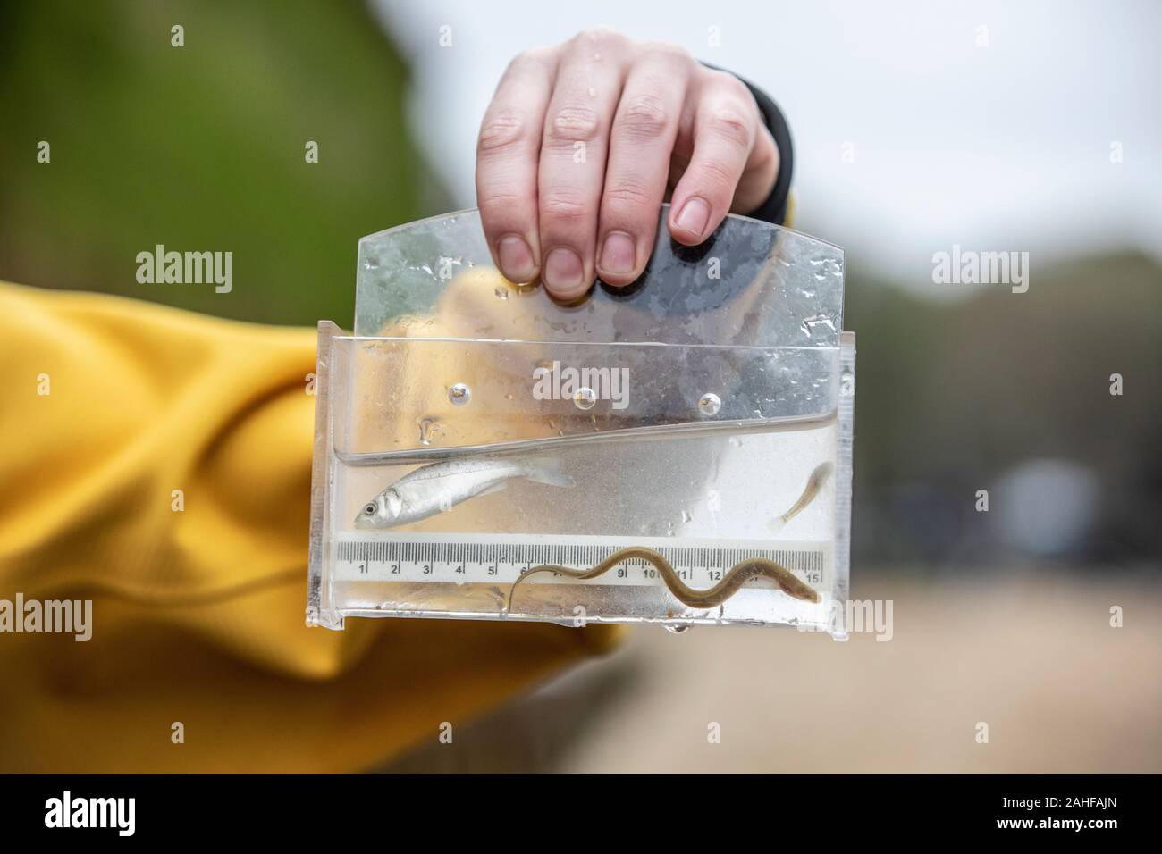 Thames Water pesce indagine effettuata dalla Società Zoologica di Londra (ZSL) nell'estuario del Tamigi vicino a Greenwich, a sud-est di Londra, Regno Unito Foto Stock