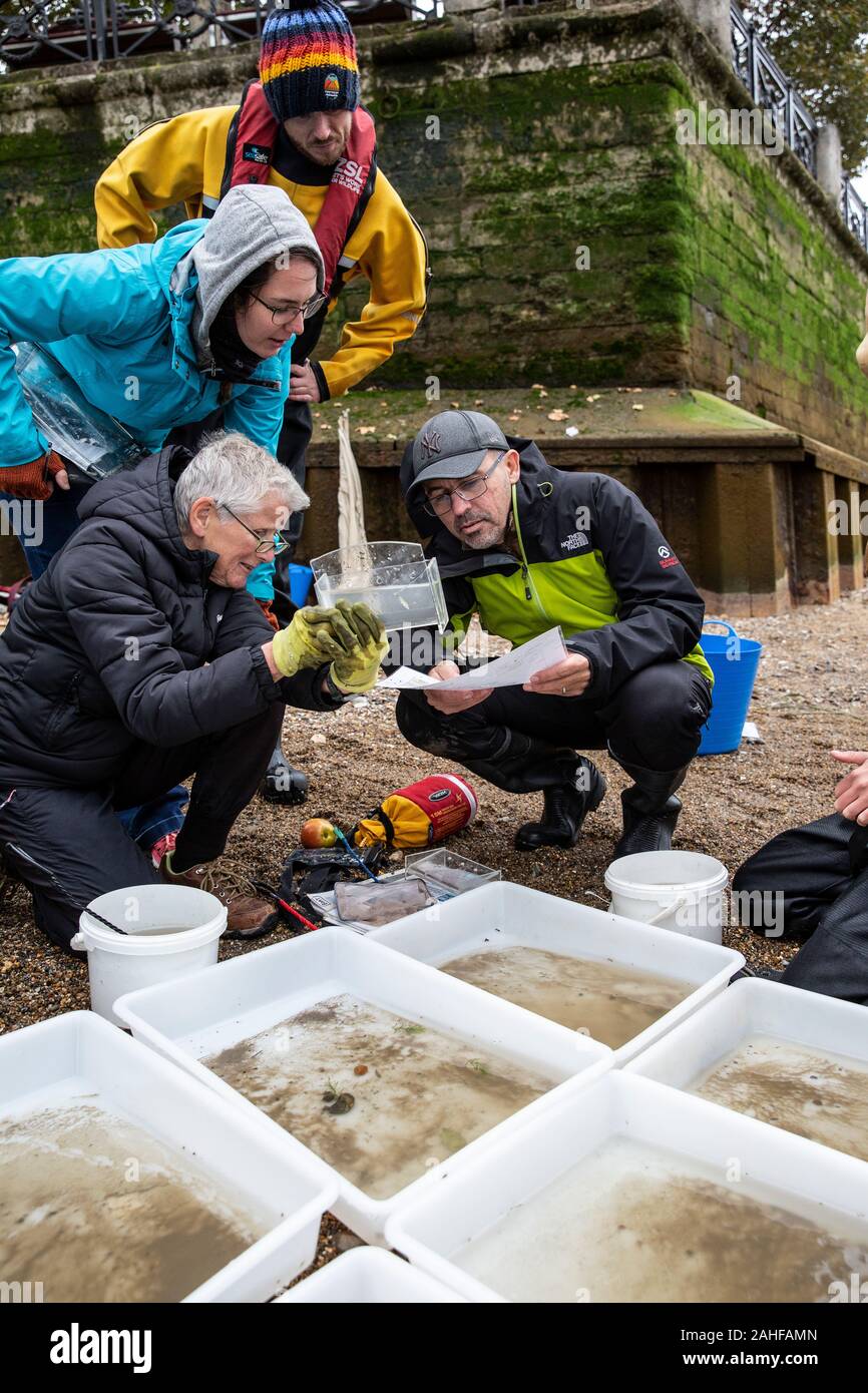 Thames Water pesce indagine effettuata dalla Società Zoologica di Londra (ZSL) nell'estuario del Tamigi vicino a Greenwich, a sud-est di Londra, Regno Unito Foto Stock