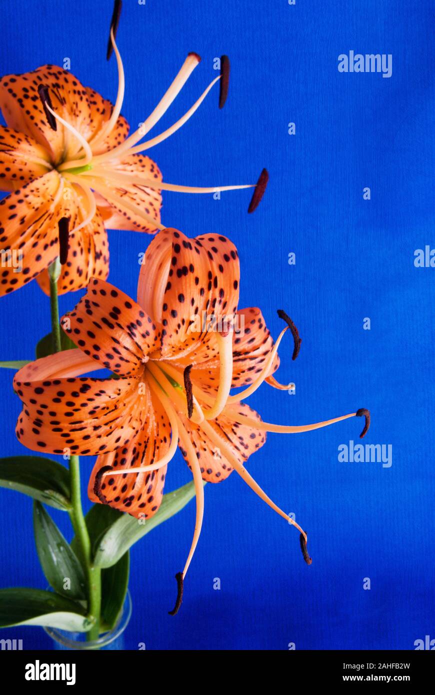 I turchi Cap Lily fiori su un blu sullo sfondo a trama. AKA Lilium superbum, Turbante lily, il Giglio di palude, il giglio royal o American tiger lily. Foto Stock