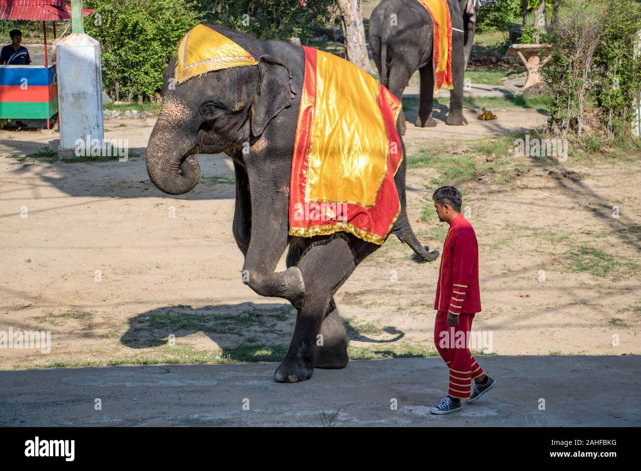SAMUT PRAKAN, Thailandia, 18 maggio 2019, le prestazioni di un elefante addestrato in Thai Zoo. Tradizionale mostra con elefante a scena aperta. Foto Stock