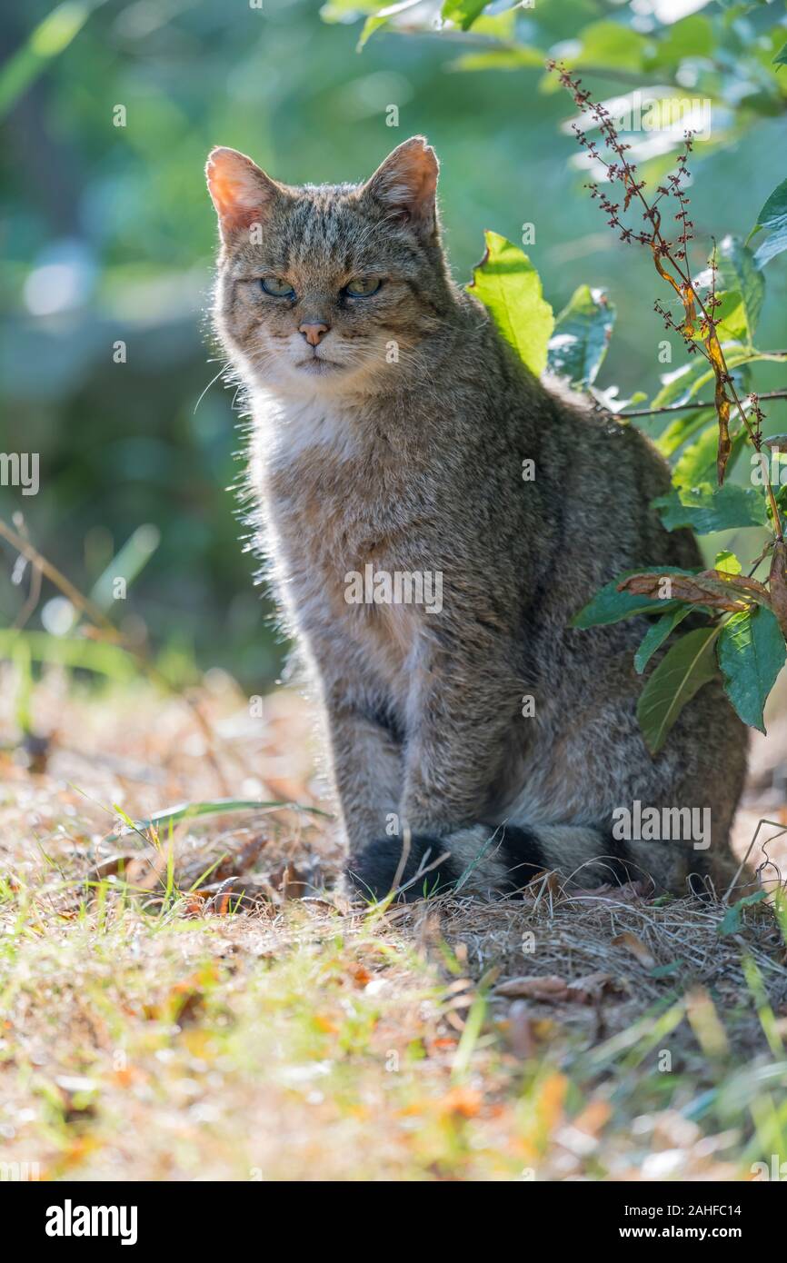 Europaeische Wildkatze ,Felis silvestris Gatto selvatico europeo Foto Stock