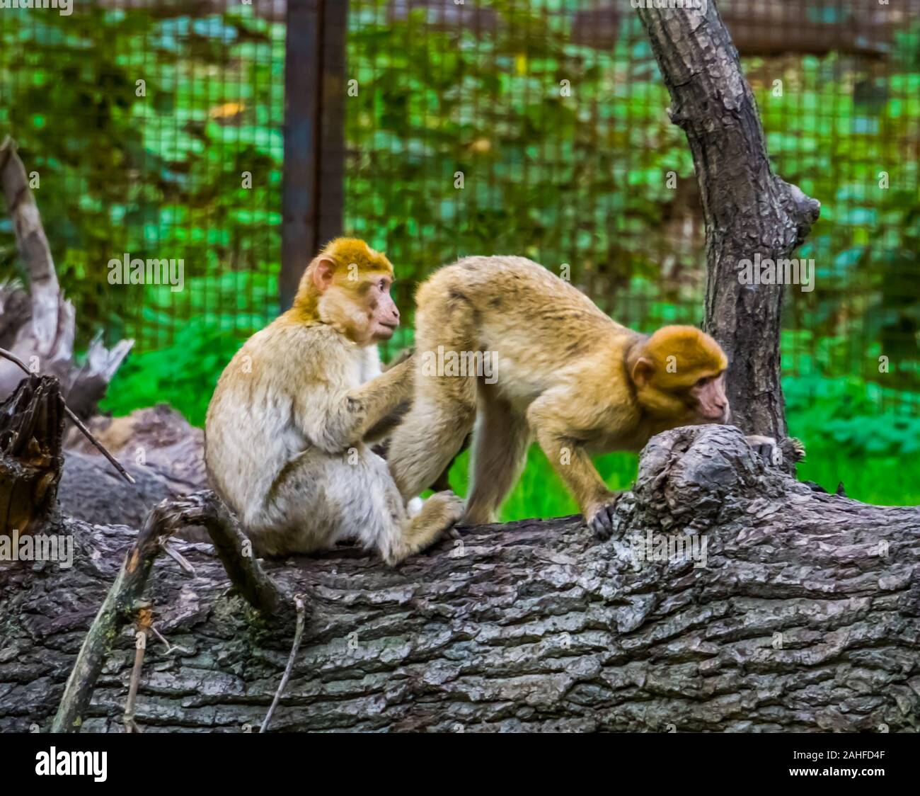Funny barbary macaque giovane, scimmia in piedi in posizione strana che mostra il suo dietro, in via di estinzione specie animale dall'Africa Foto Stock