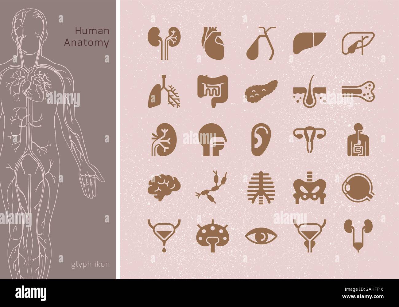 Set di grandi dimensioni del vettore lineare icone di organi umani con le firme. Illustrazione Vettoriale