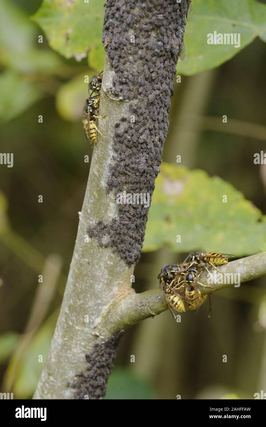 Vespula vulgaris, vespe comune alimentazione su afide honeydew, Wales, Regno Unito. Foto Stock