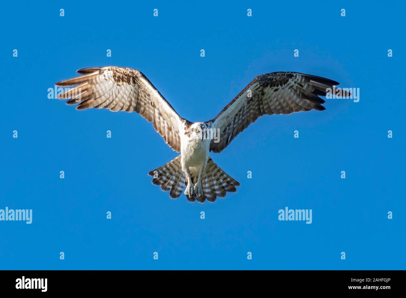 Osprey passa sopra alla ricerca di cibo Foto Stock