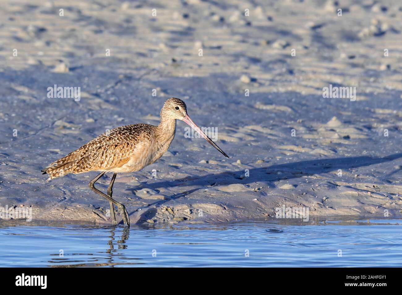 Godwit in marmo sulla costa del Golfo del Messico - Florida Foto Stock