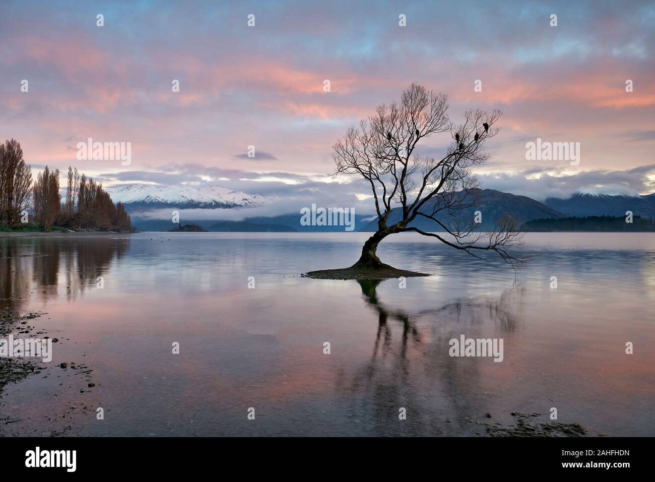 Wanaka Tree sul Lago Wanaka. Nuova Zelanda Foto Stock