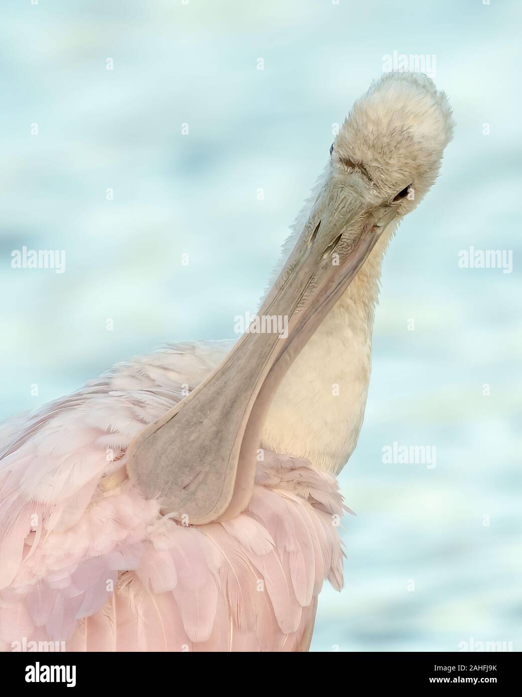 Roseate spoonbill preening sue piume rosa - Florida USA Foto Stock