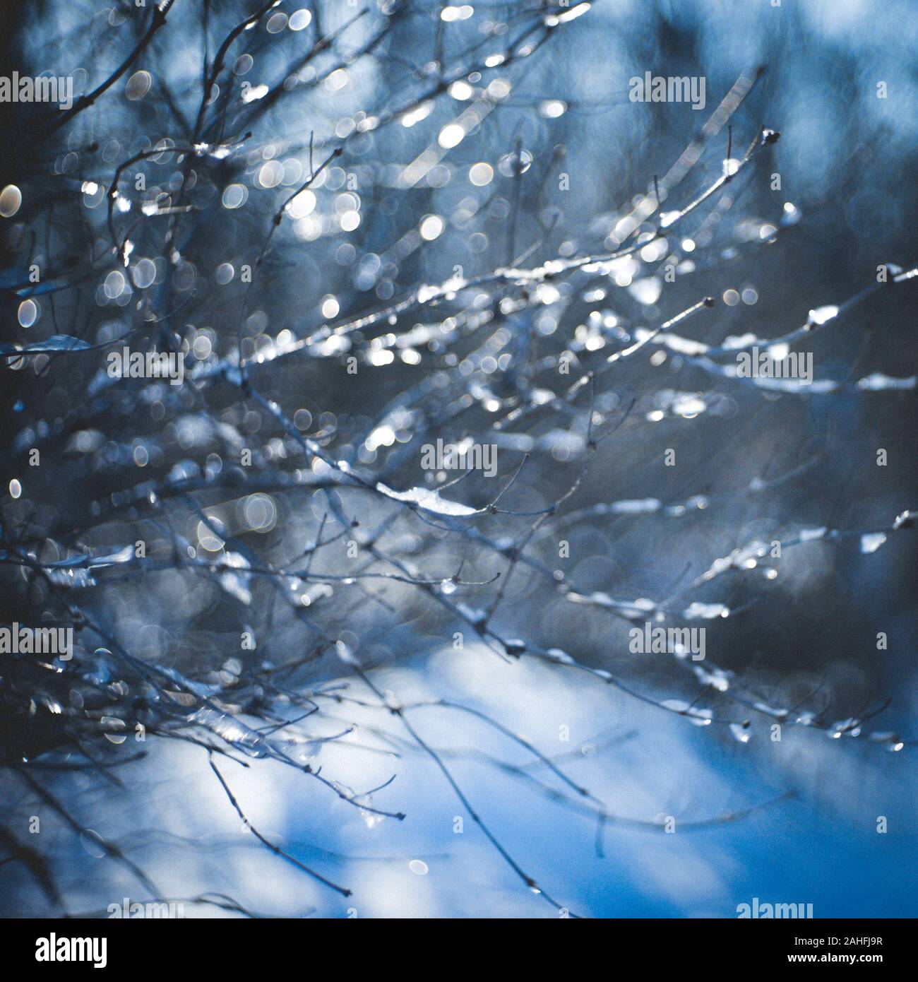 Sfondo sfocato rami sottili in ghiaccio, foresta nella neve, inverno giornata di sole. Foto Stock