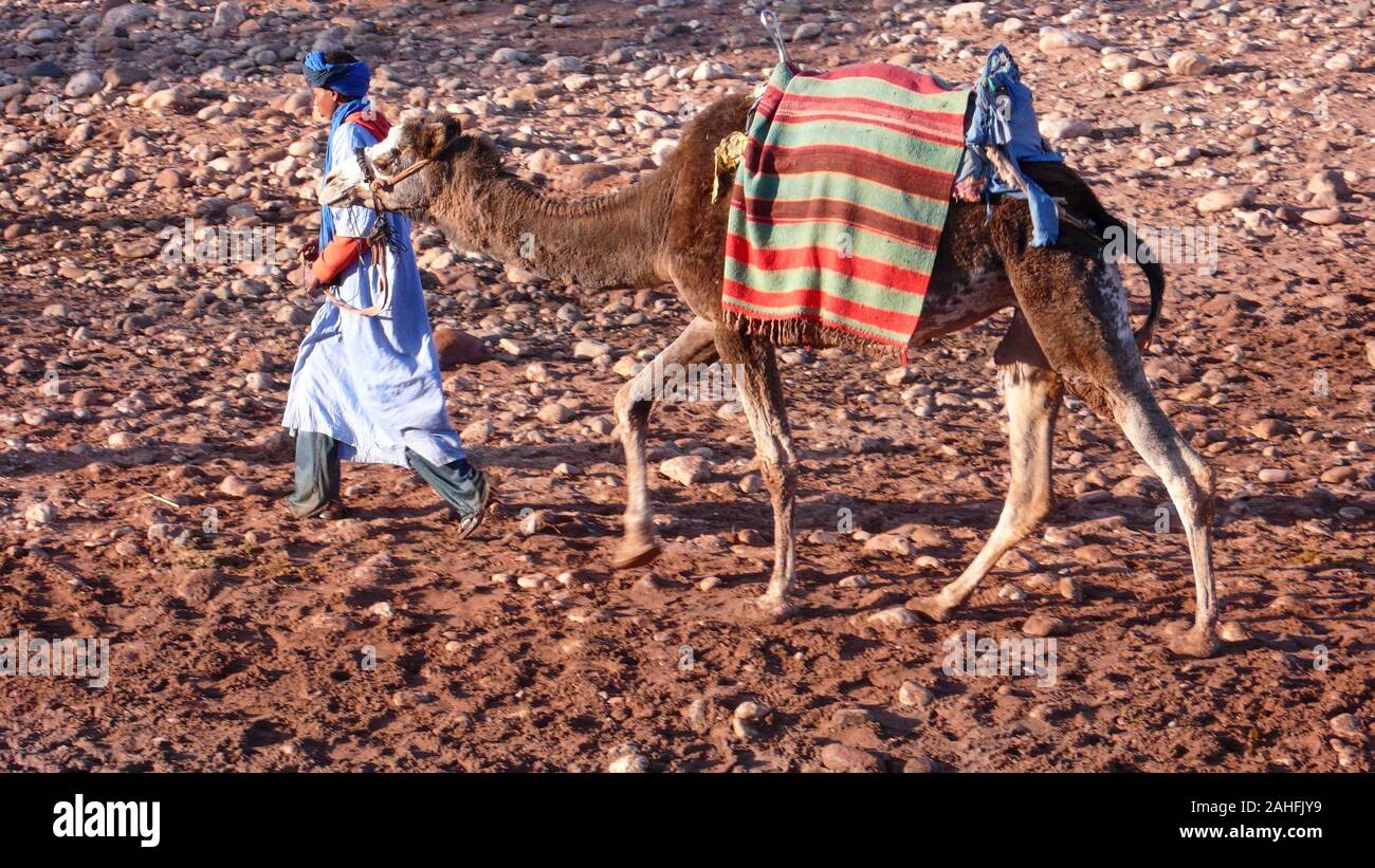 Cammello vicino a Ouarzazate Marocco Foto Stock