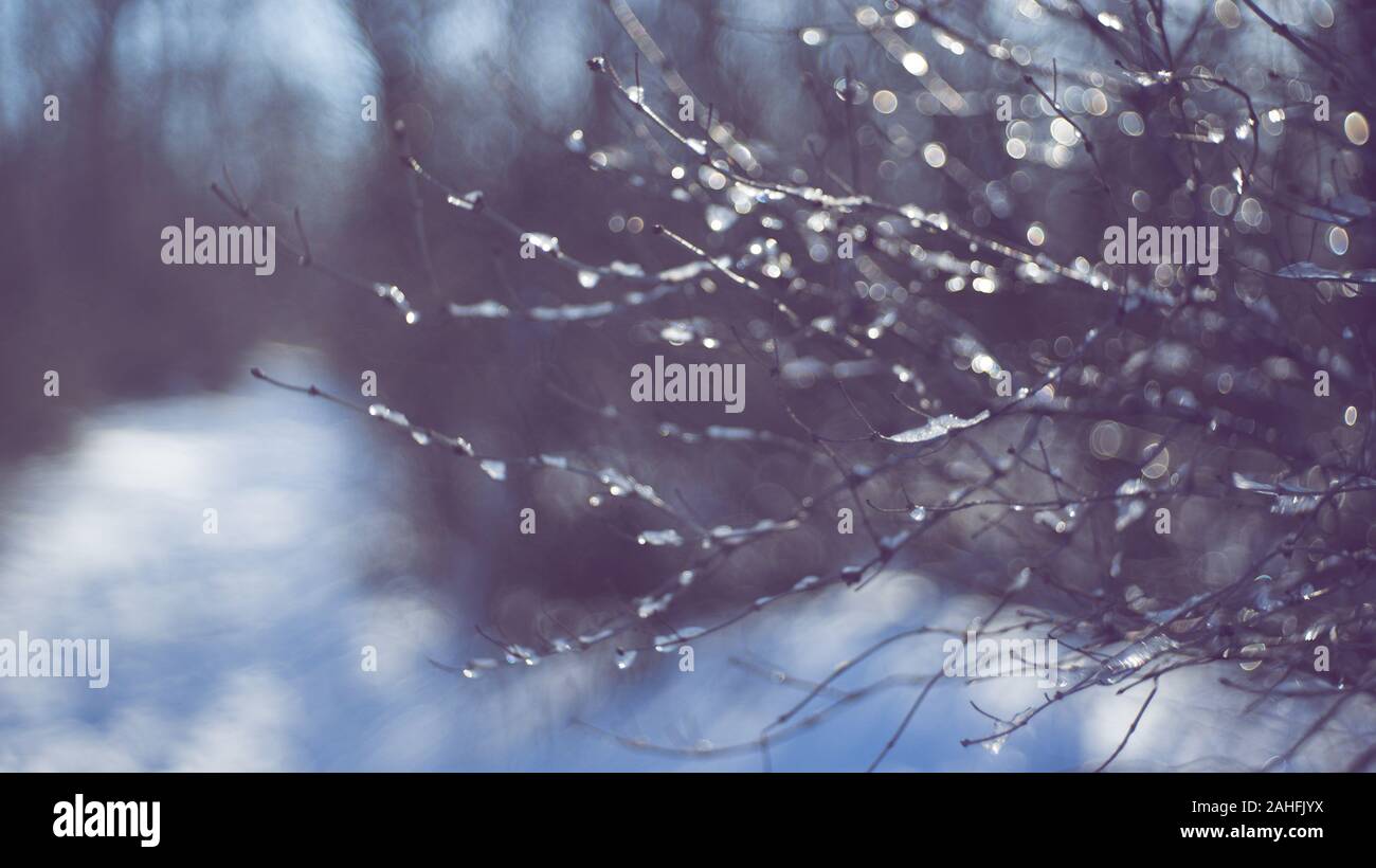 Rami sottili ricoperta di ghiaccio in una foresta invernale, sfocata. Foto Stock