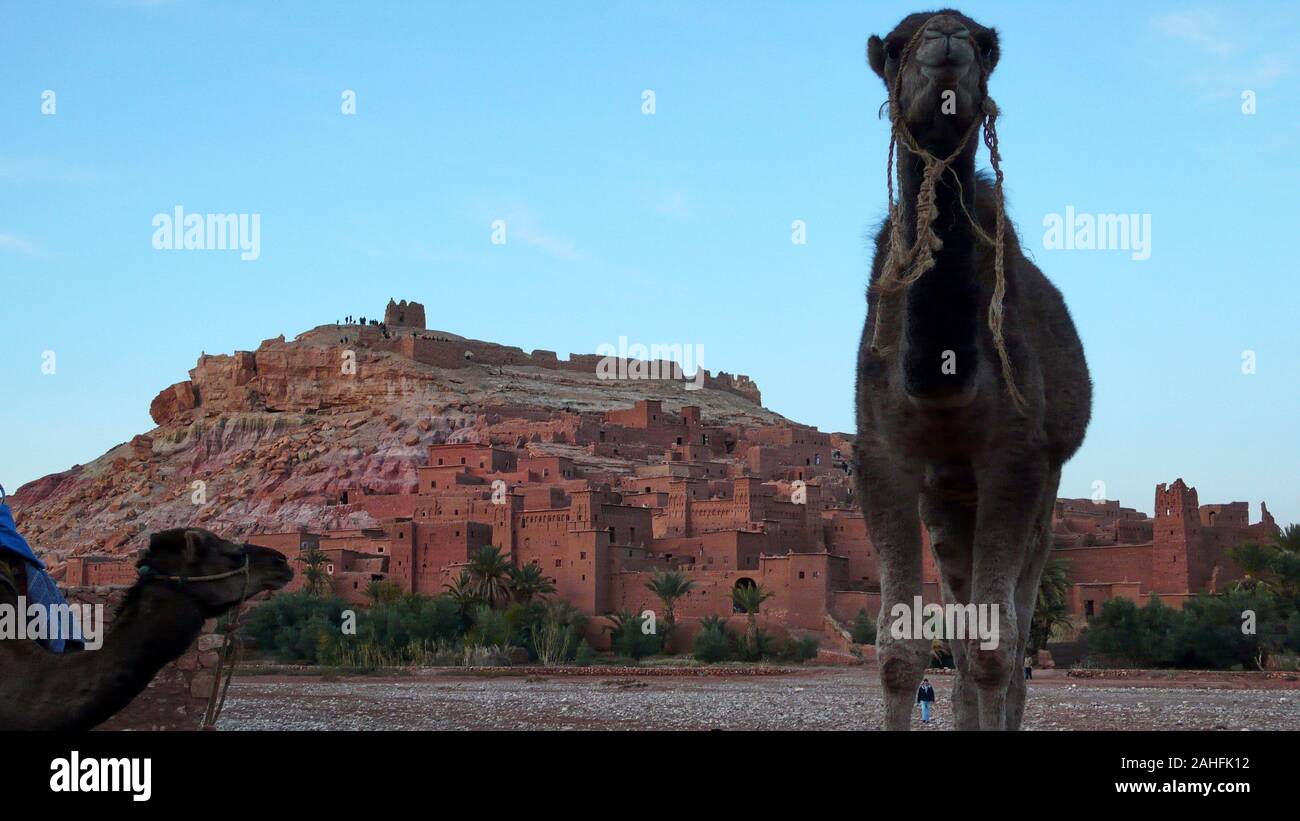 Cammello con Ouarzazate in background, Marocco Foto Stock