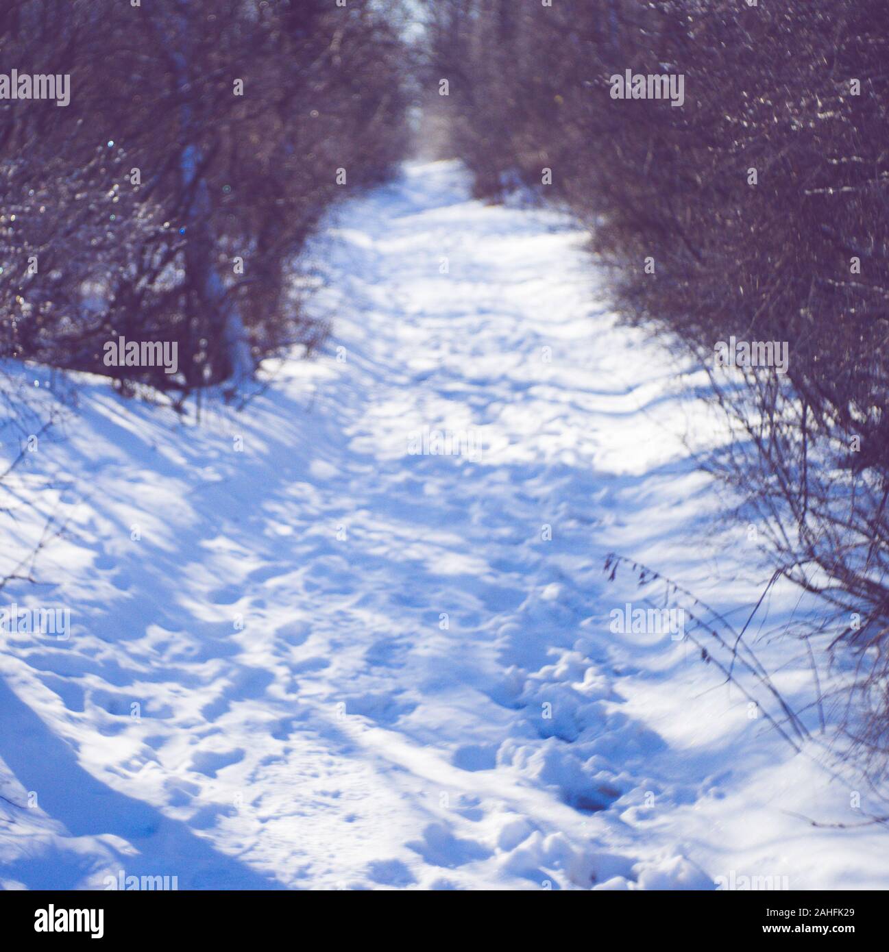 Inverno foresta con una strada innevata. Alberi e rami nel ghiaccio. Giornata di sole. Foto Stock