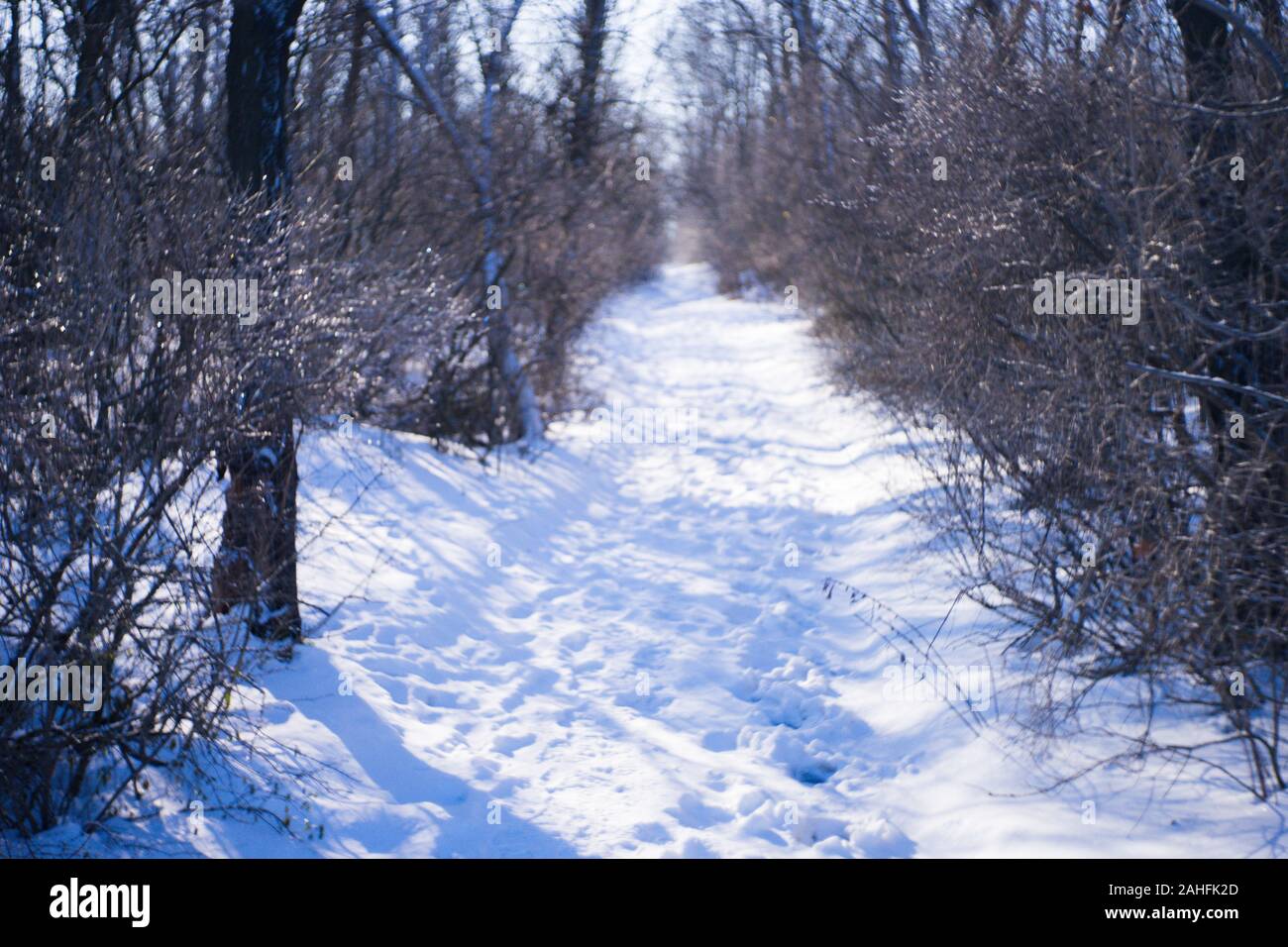 Inverno foresta con una strada innevata. Alberi e rami nel ghiaccio. Sunny frosty giorno. Foto Stock