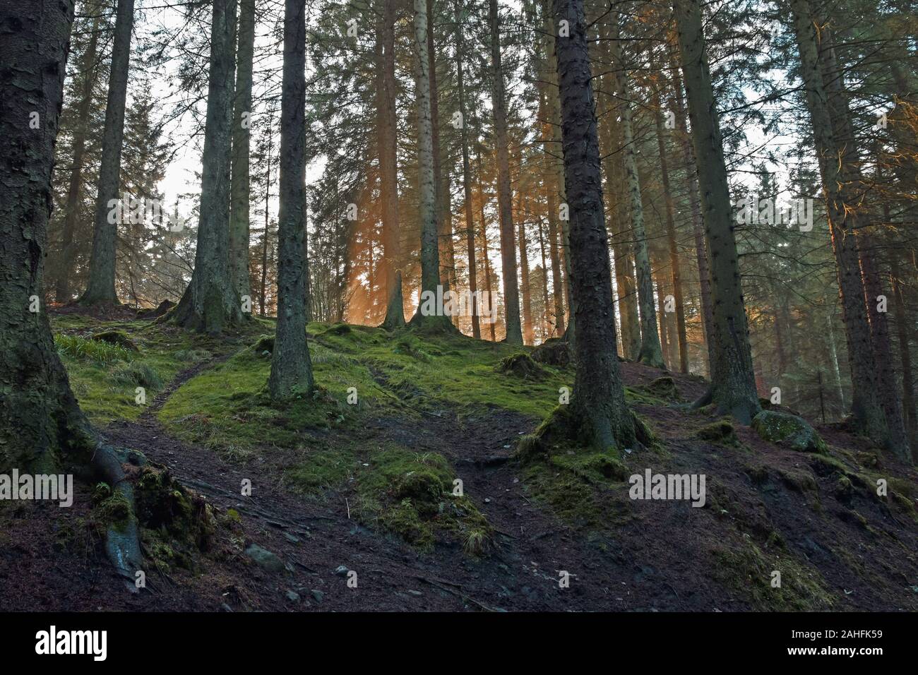 Raggi di sole nella foresta di pini. Prese a Blairadam foresta vicino newtonhill in Fife Scozia in inverno. Foto Stock