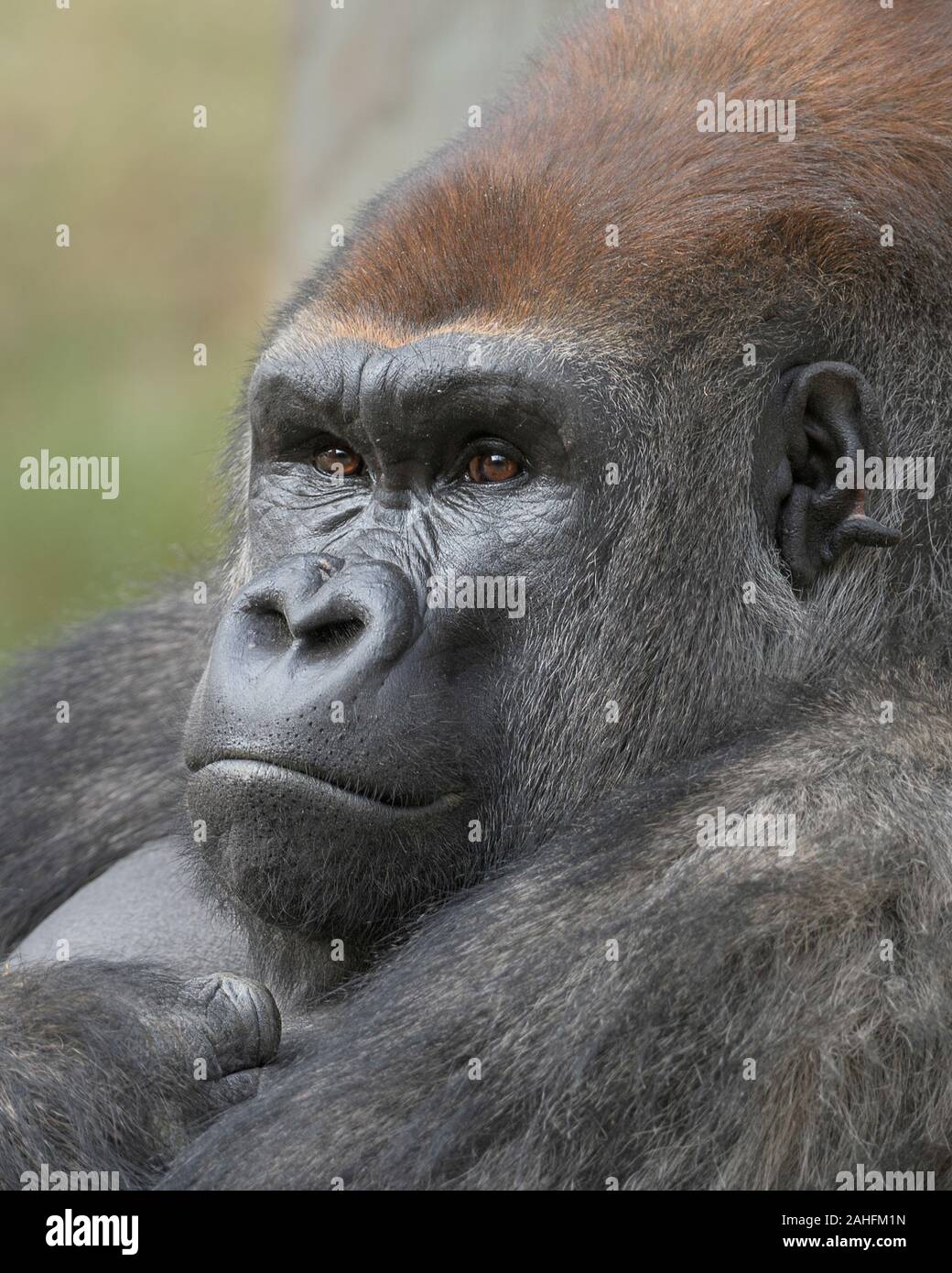 Closeup ritratto di una pianura occidentale maschio gorilla silverback Foto Stock